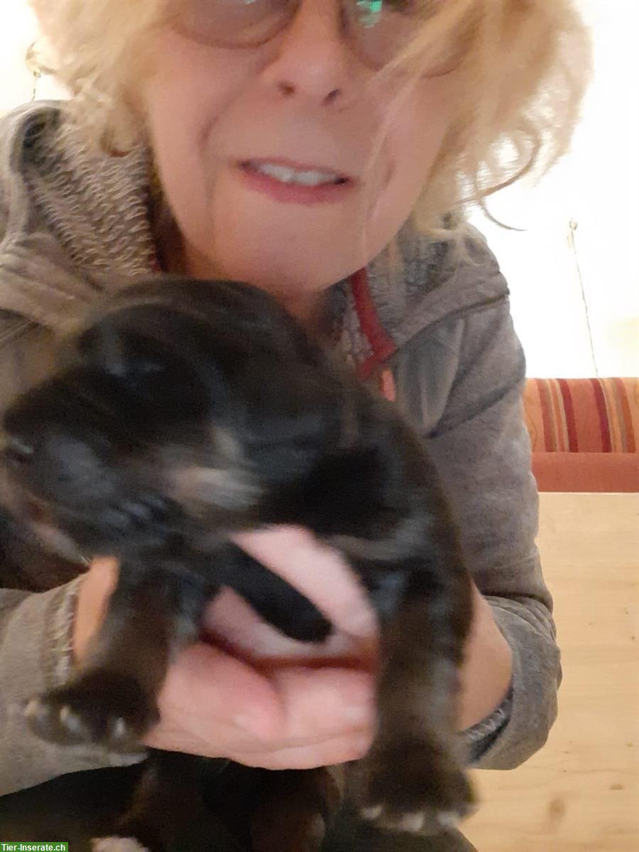 Bild 5: Hovawart Welpen, Rüden mit Ahnentafel zu verkaufen