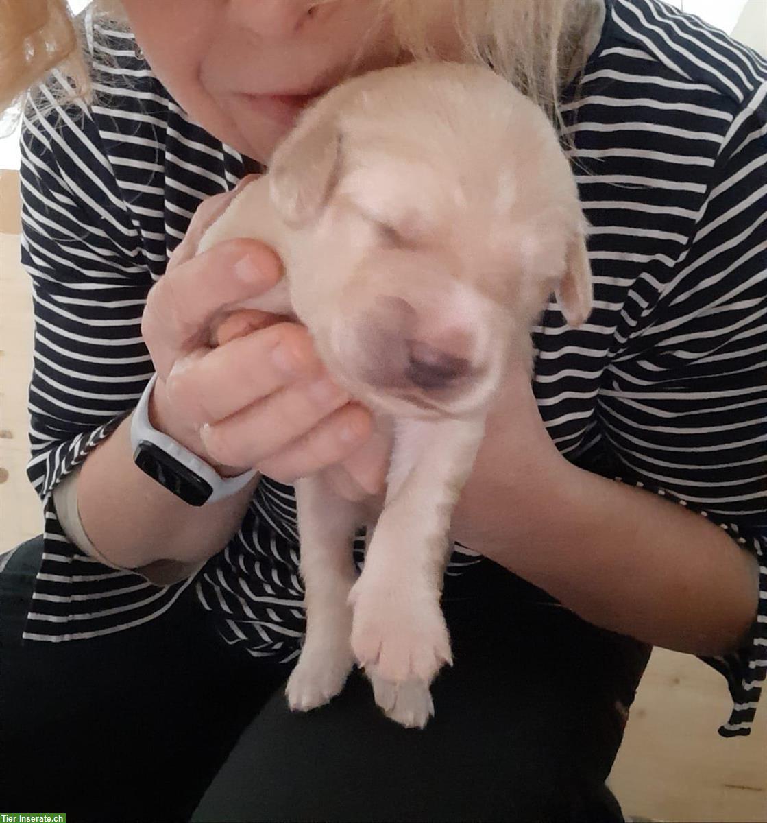 Bild 6: Hovawart Welpen, Rüden mit Ahnentafel zu verkaufen