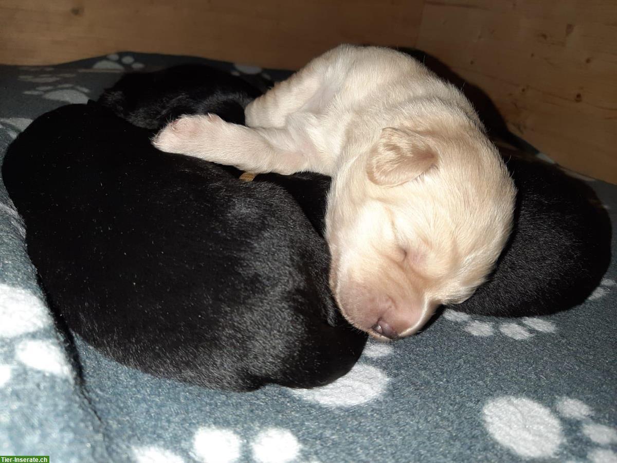 Bild 7: Hovawart Welpen, Rüden mit Ahnentafel zu verkaufen