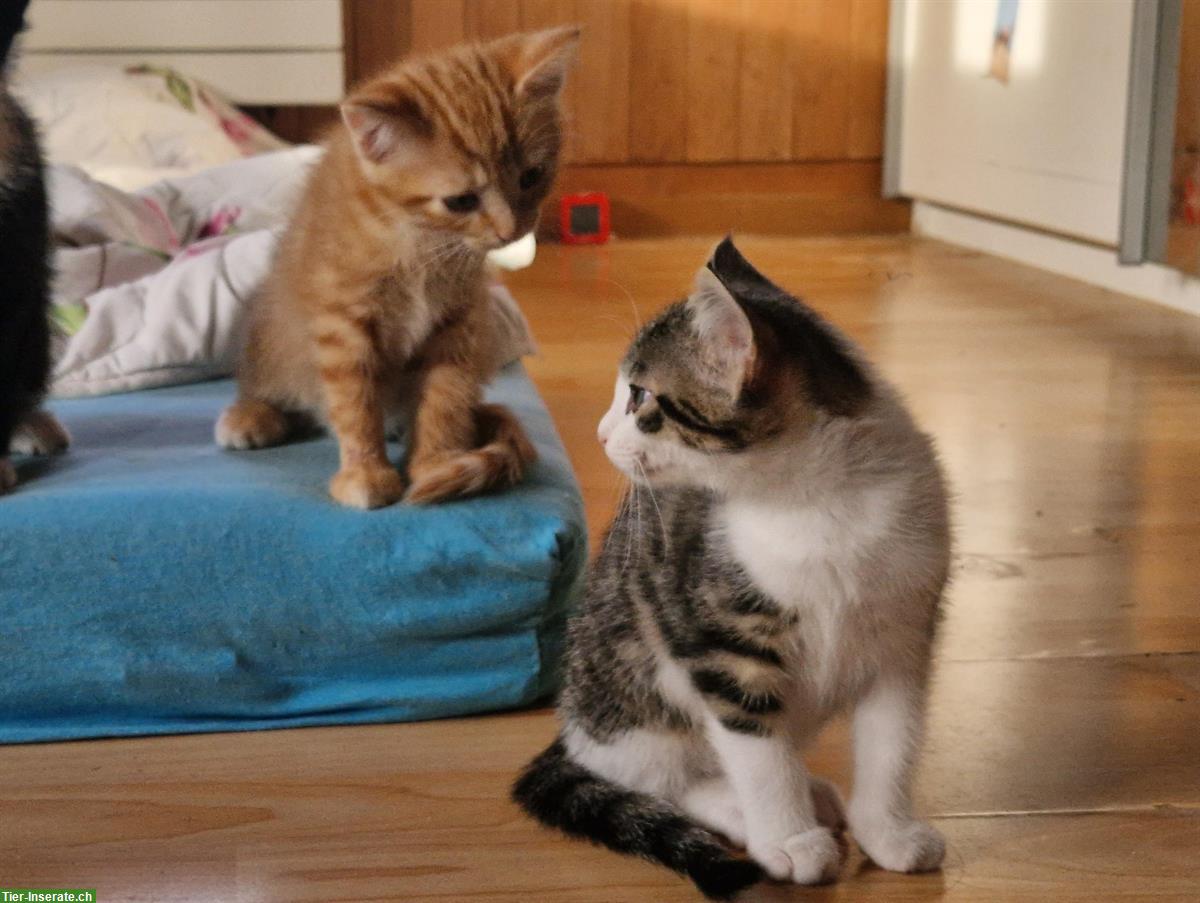 Junge Kater-Kitten suchen neues Zuhause