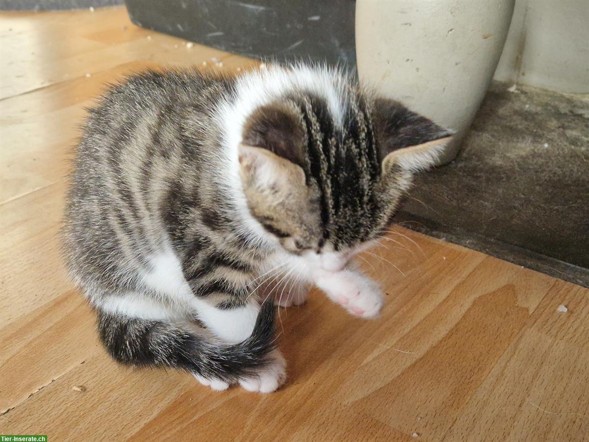 Bild 2: Junge Kater-Kitten suchen neues Zuhause
