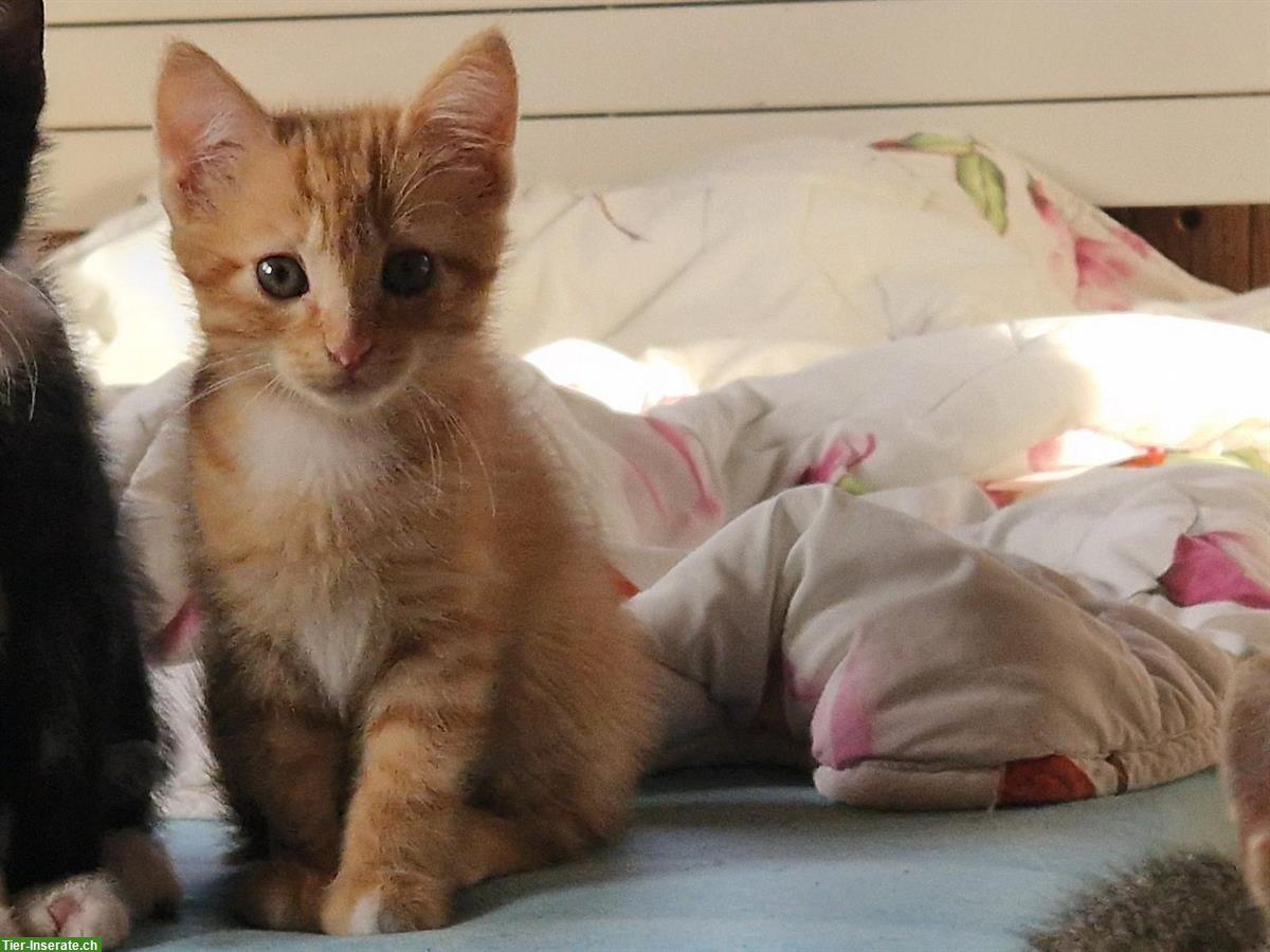 Bild 3: Junge Kater-Kitten suchen neues Zuhause