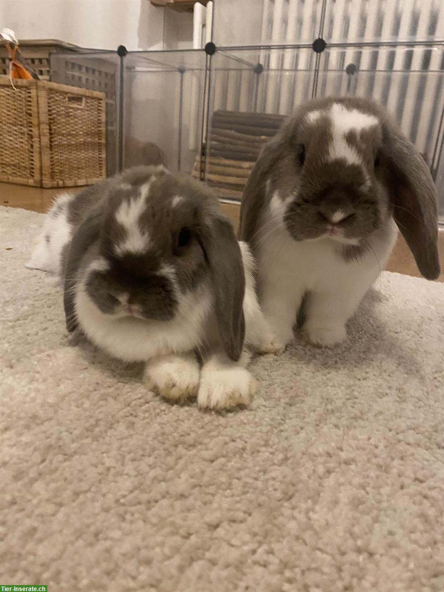 Stubenreine Wohnungskaninchen suchen neues Zuhause