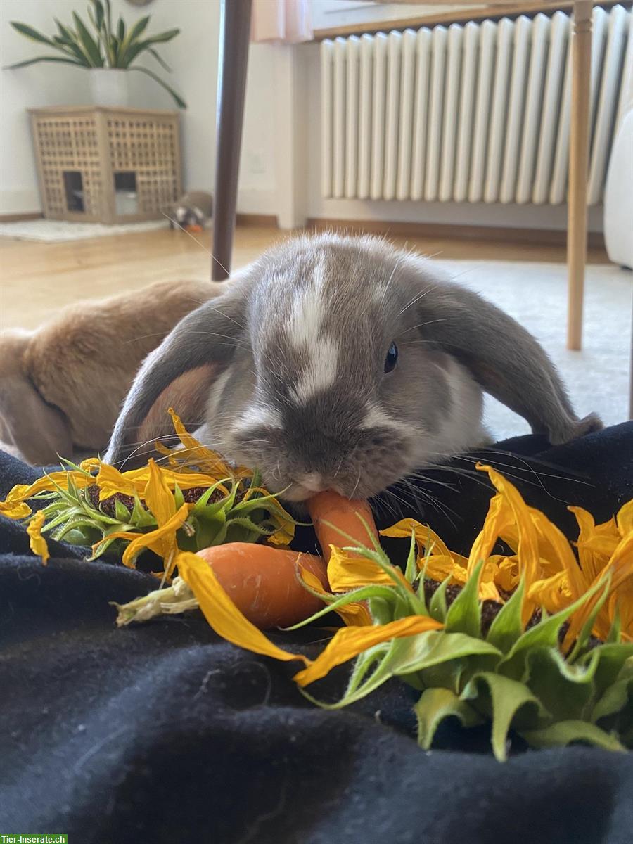 Bild 3: Stubenreine Wohnungskaninchen suchen neues Zuhause