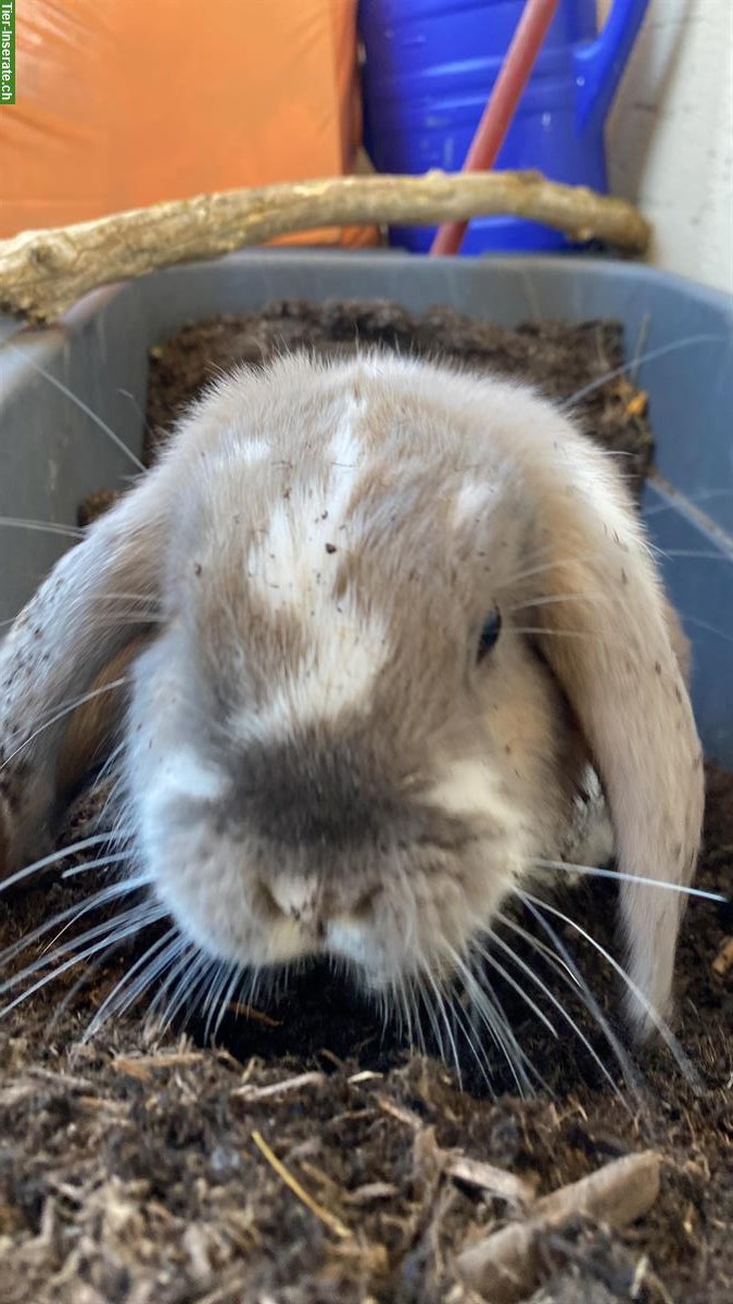 Bild 4: Stubenreine Wohnungskaninchen suchen neues Zuhause