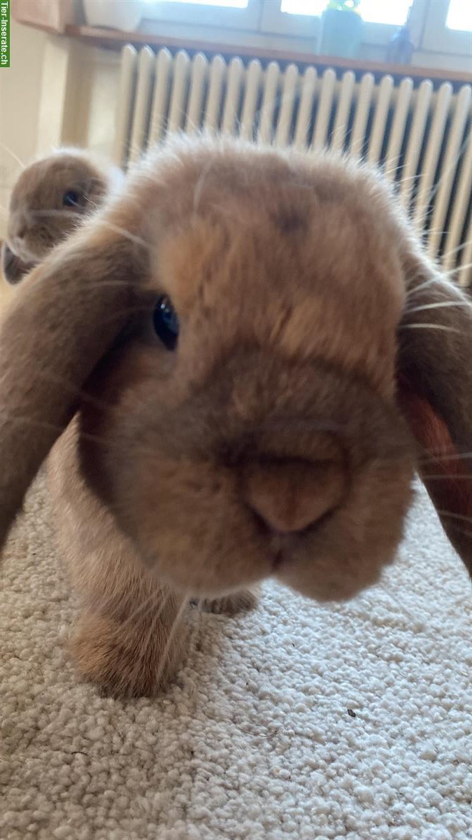 Bild 5: Stubenreine Wohnungskaninchen suchen neues Zuhause