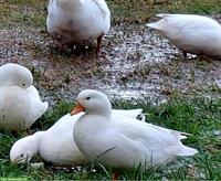 Zwergenten Paar sucht neues Zuhause