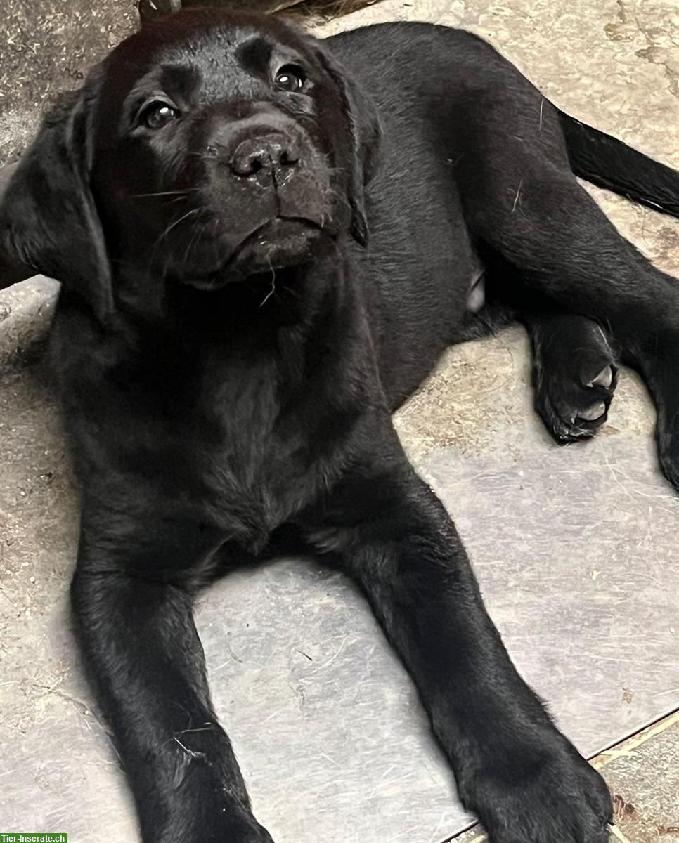 Schwarzen Labrador Welpen (Rüden) zu vergeben
