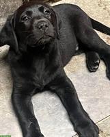 Schwarzen Labrador Welpen (Rüden) zu vergeben