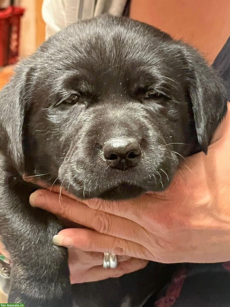 Bild 2: Schwarzen Labrador Welpen (Rüden) zu vergeben