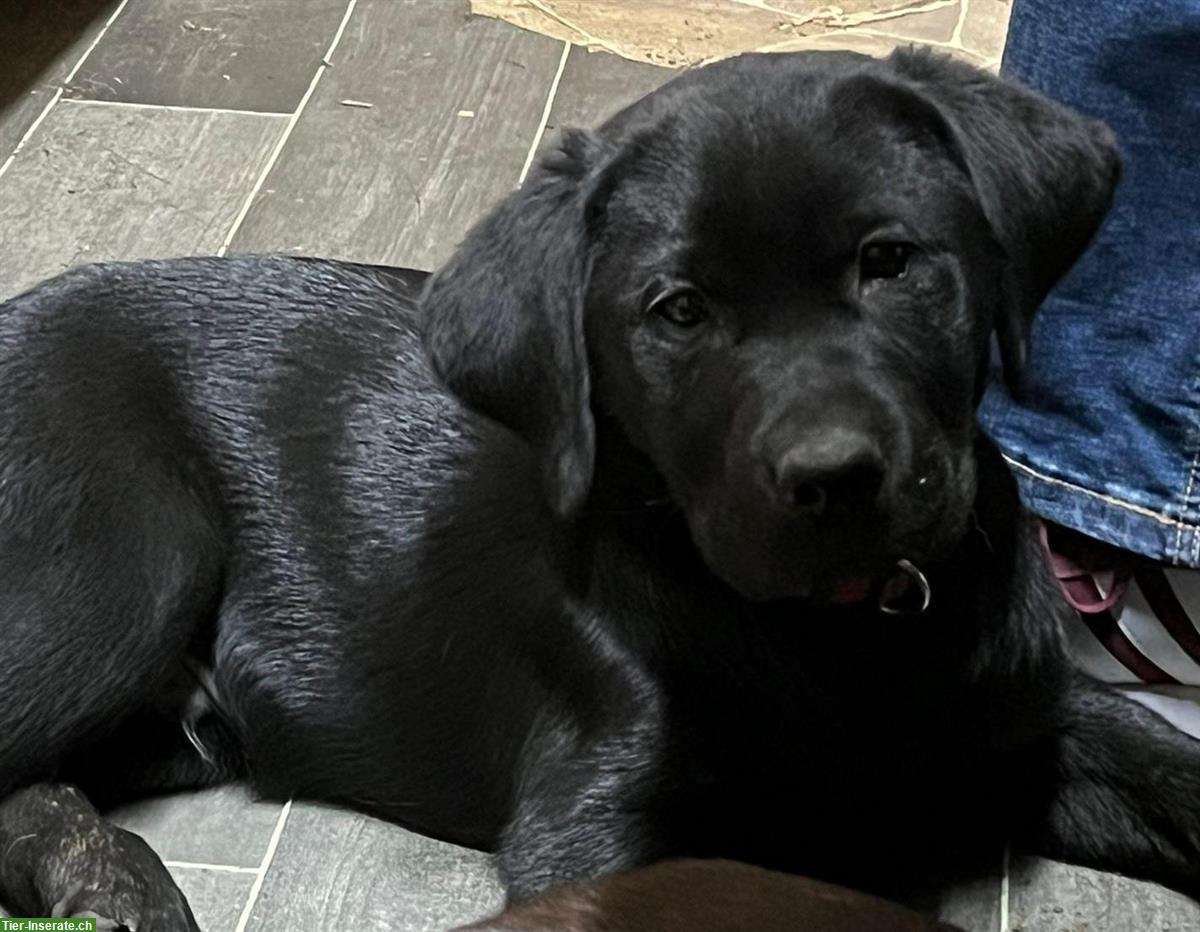 Bild 3: Schwarzen Labrador Welpen (Rüden) zu vergeben