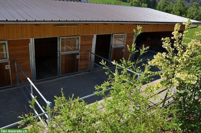 Bild 2: Auslaufboxe frei in 5613 Hilfikon auf Islandpferde-Hof