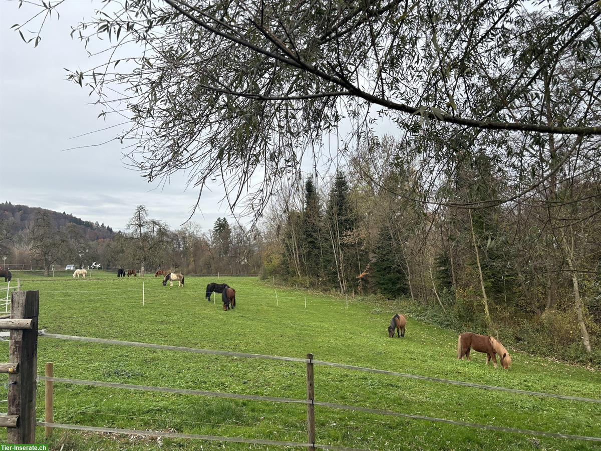 Bild 3: Auslaufboxe frei in 5613 Hilfikon auf Islandpferde-Hof