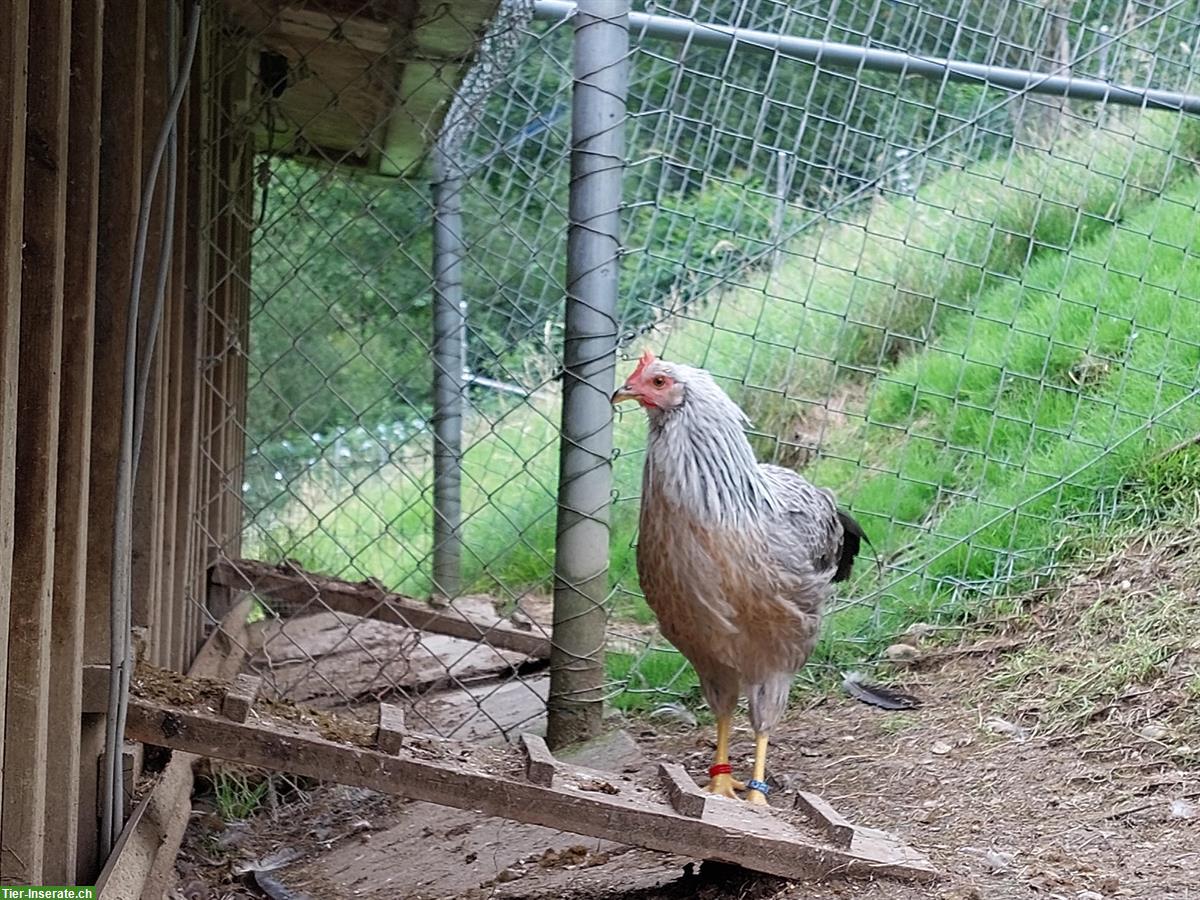 Bild 3: Italiener Hühner (Grossrasse) zu verkaufen