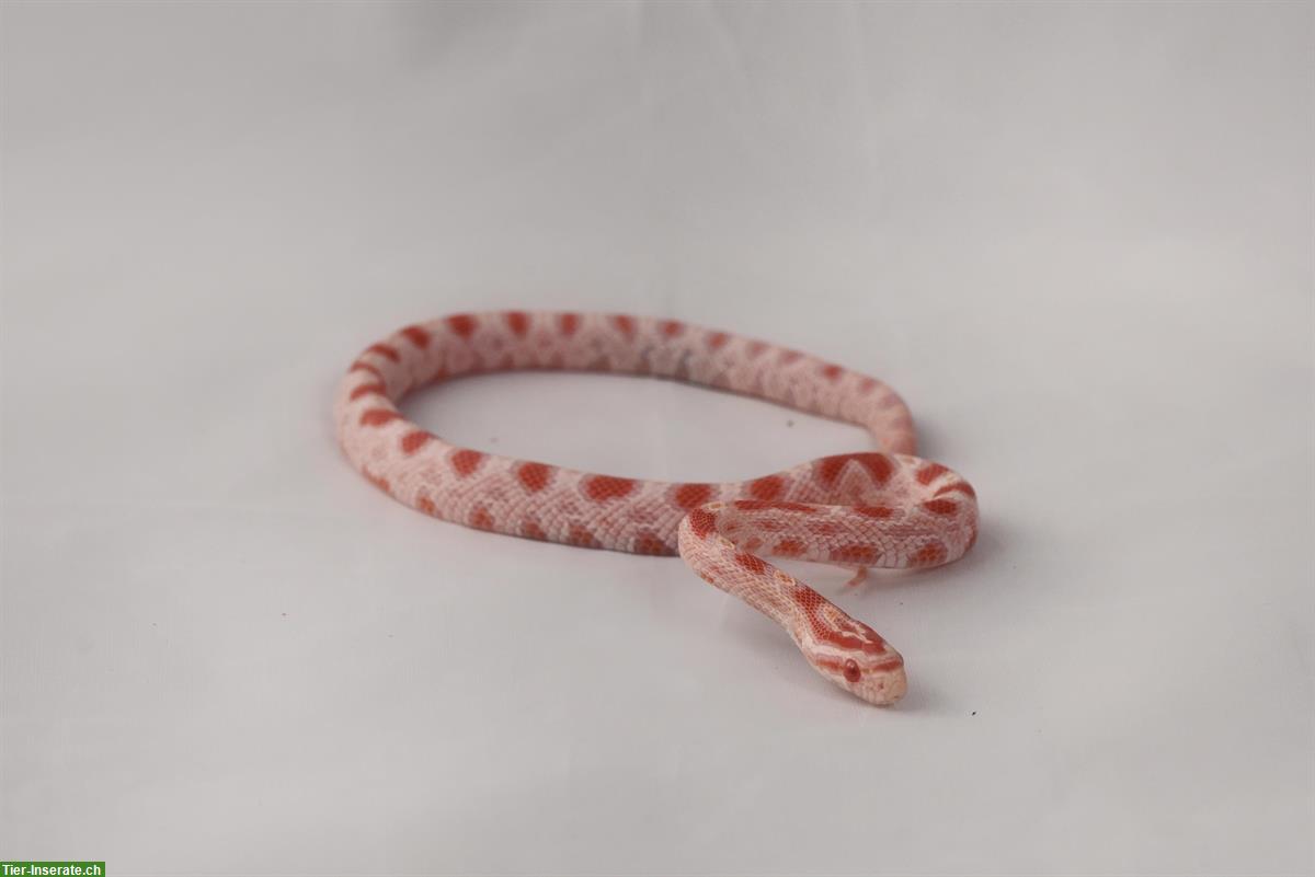 Junge Kornnatter "High White", männlich