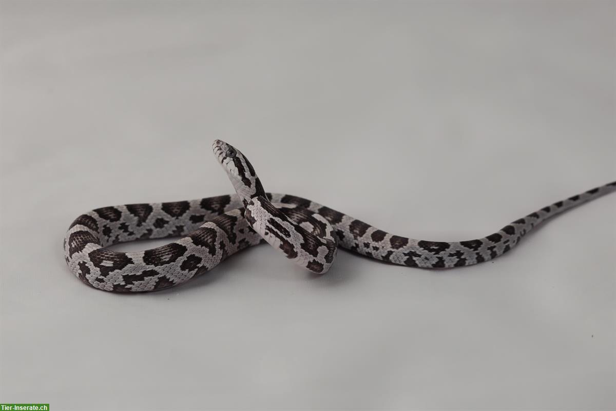 Kornnatter Jungtier "Anerythristic", männlich