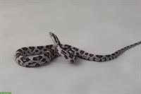 Kornnatter Jungtier "Anerythristic", männlich