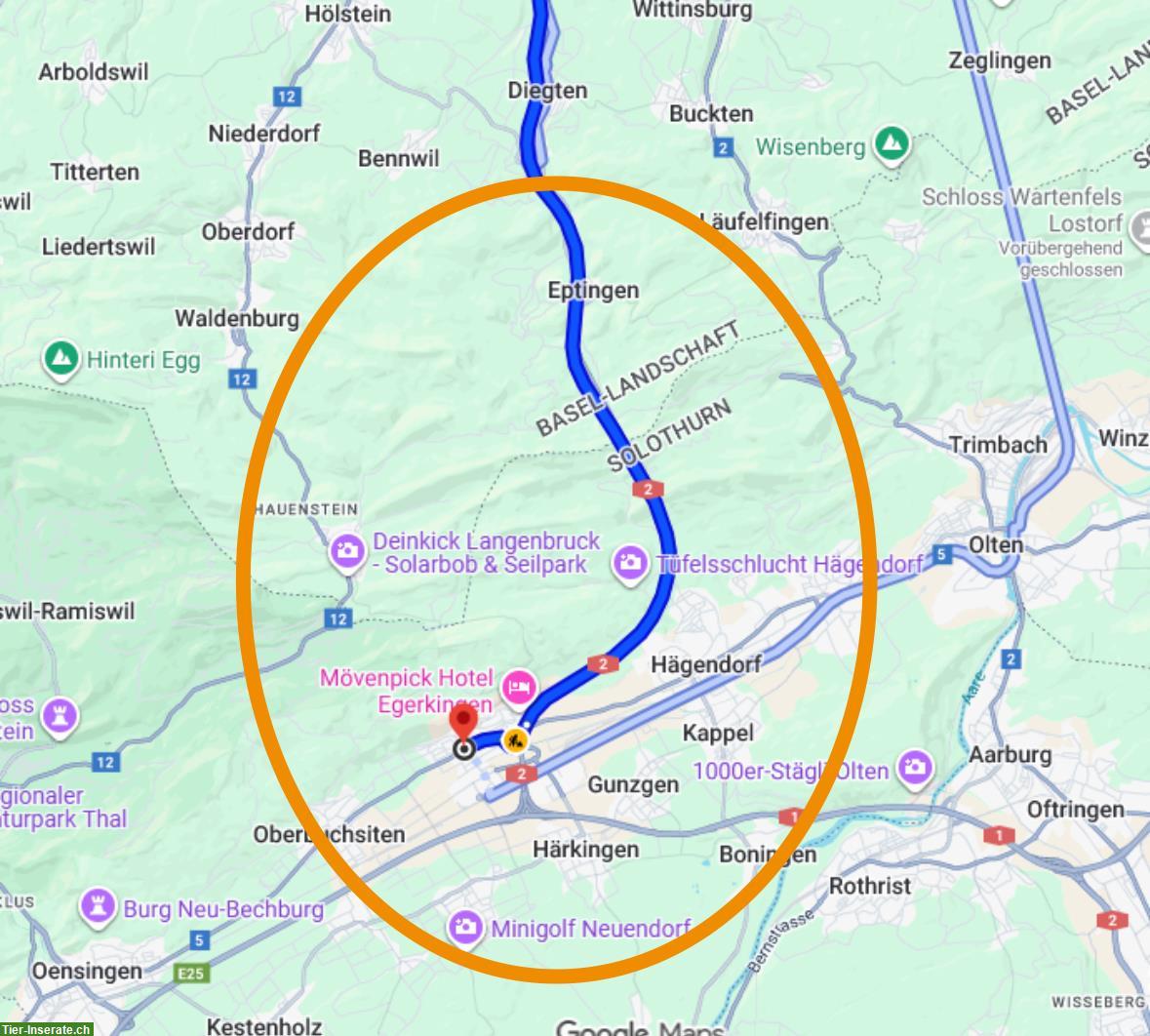 Offenstall-Platz gesucht, Umgebung Gäu bis Baselland