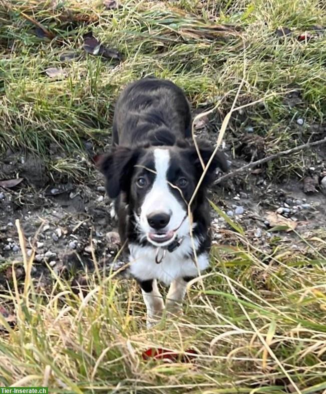 Border Collie Rüde, 5 Monate, reinrassig