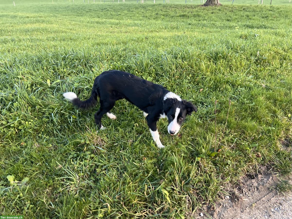 Bild 2: Border Collie Rüde, 5 Monate, reinrassig