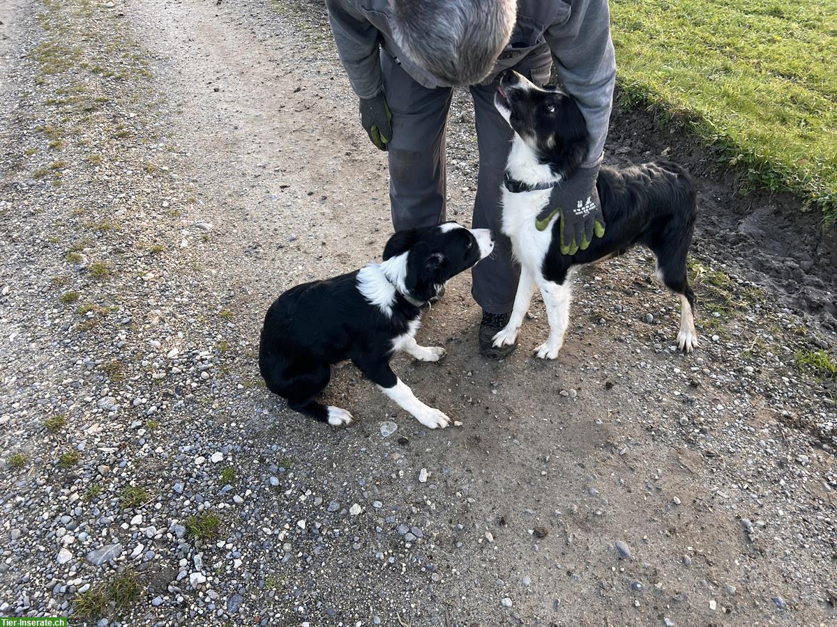 Bild 4: Border Collie Rüde, 5 Monate, reinrassig