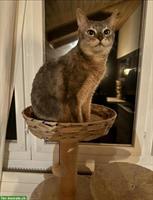Süsse Abessinier Katze braucht ein Zuhause mit viel Liebe ❤️