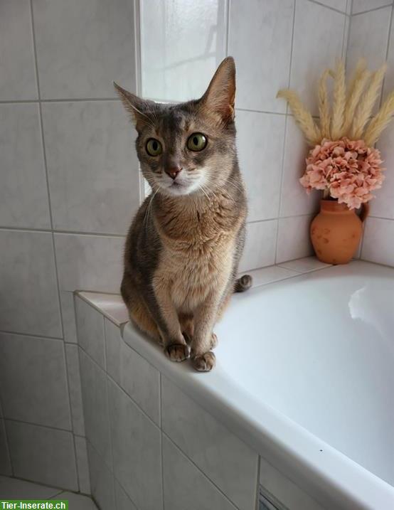 Bild 2: Süsse Abessinier Katze braucht ein Zuhause mit viel Liebe ❤️