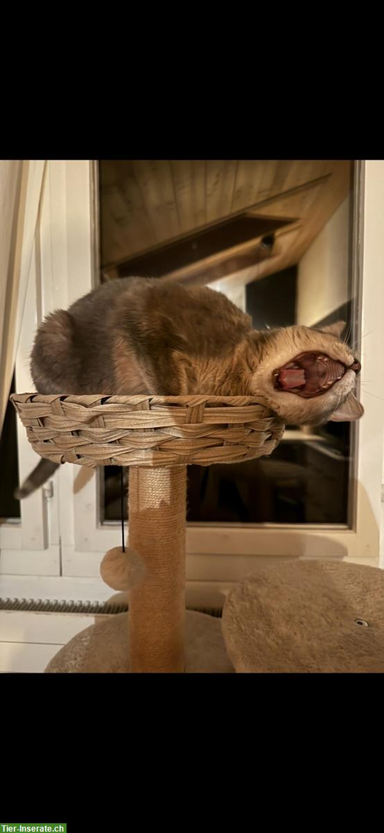 Bild 3: Süsse Abessinier Katze braucht ein Zuhause mit viel Liebe ❤️