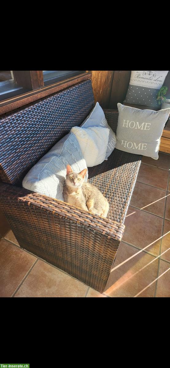 Bild 4: Süsse Abessinier Katze braucht ein Zuhause mit viel Liebe ❤️