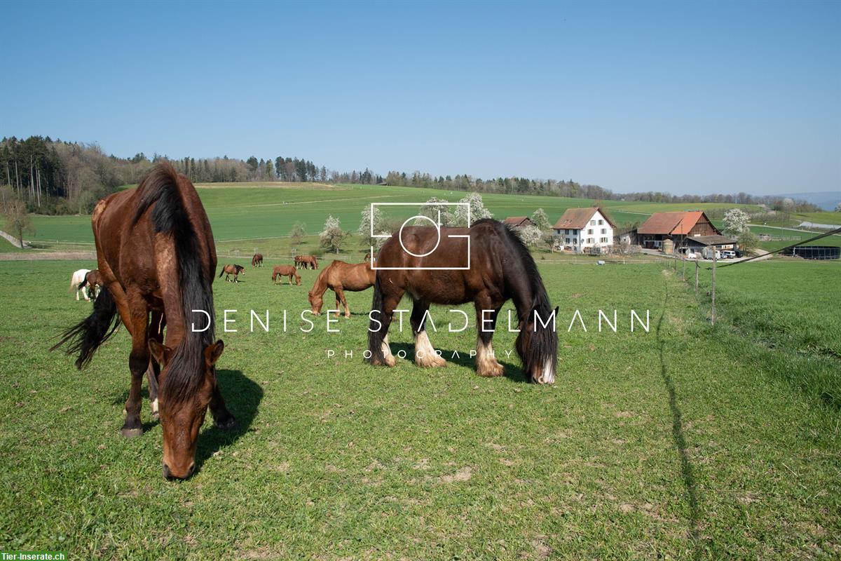 4 Reitbeteiligungen für Freiberger Pferde, Birmensdorf ZH
