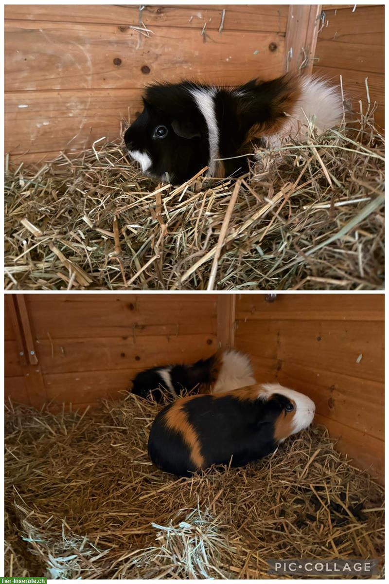 2 Meerschweinchen (weiblich) mit Zubehör abzugeben