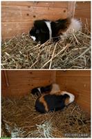 2 Meerschweinchen (weiblich) mit Zubehör abzugeben