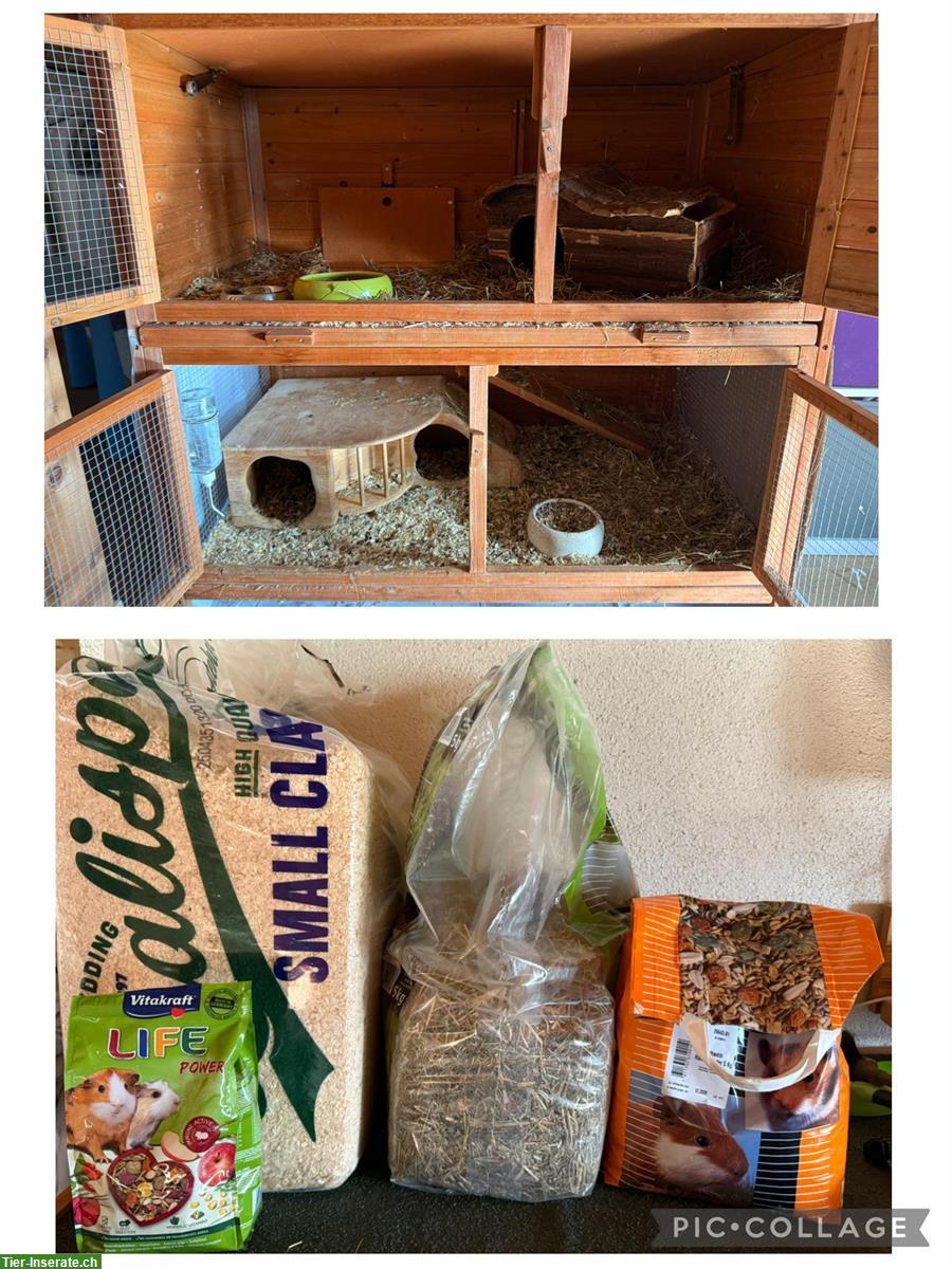 Bild 2: 2 Meerschweinchen (weiblich) mit Zubehör abzugeben