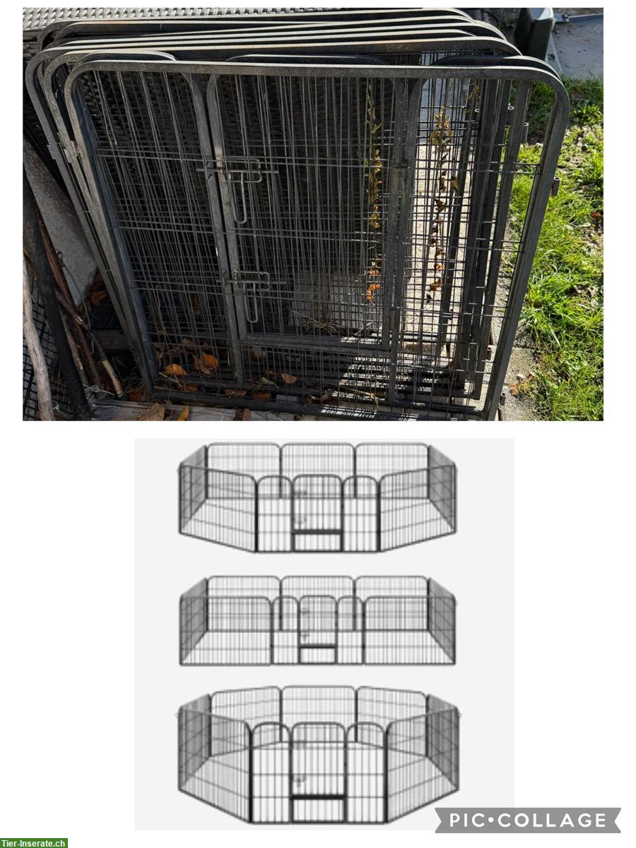 Bild 3: 2 Meerschweinchen (weiblich) mit Zubehör abzugeben