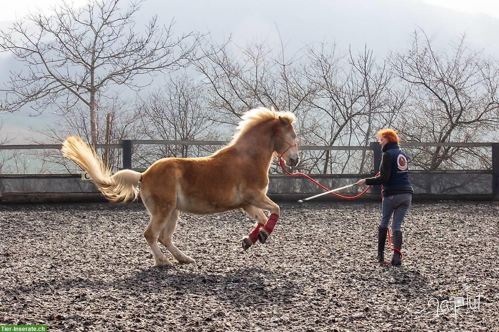 Bild 3: Berittplatz/Ausbildungsplatz frei nach MKA Horsemanship