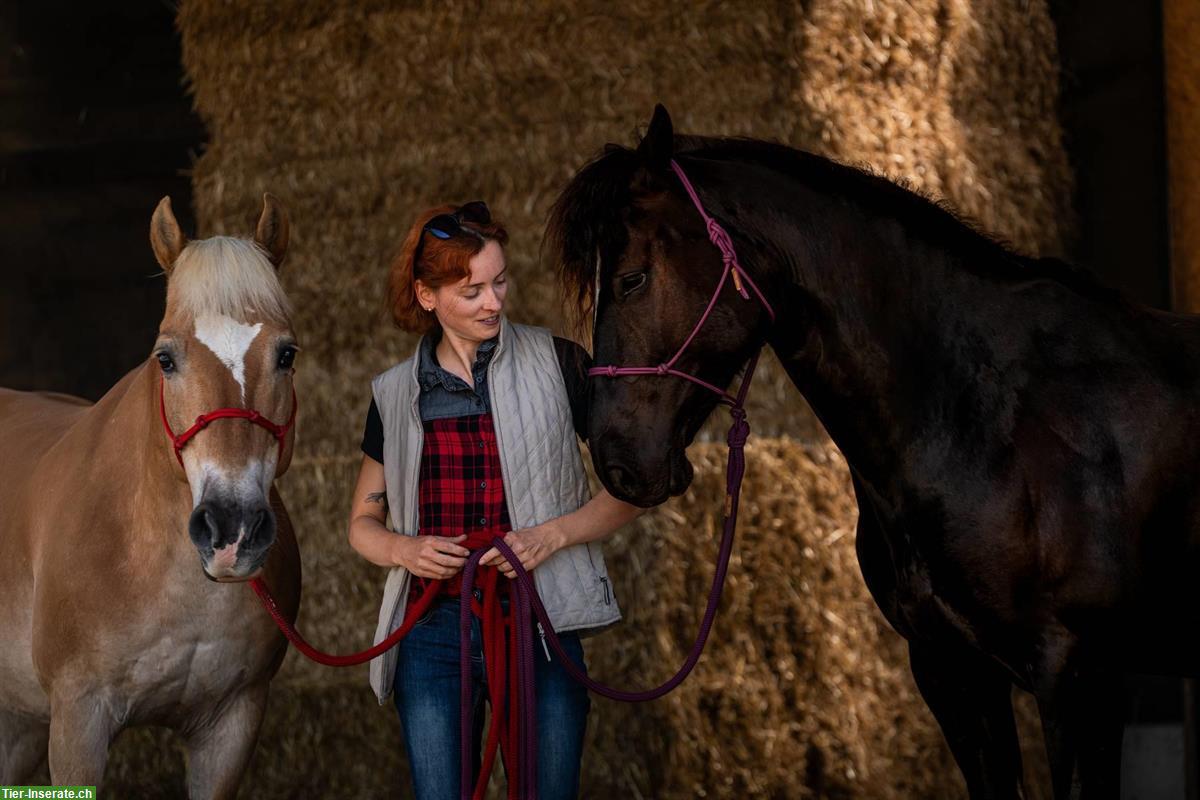 Bild 4: Berittplatz/Ausbildungsplatz frei nach MKA Horsemanship