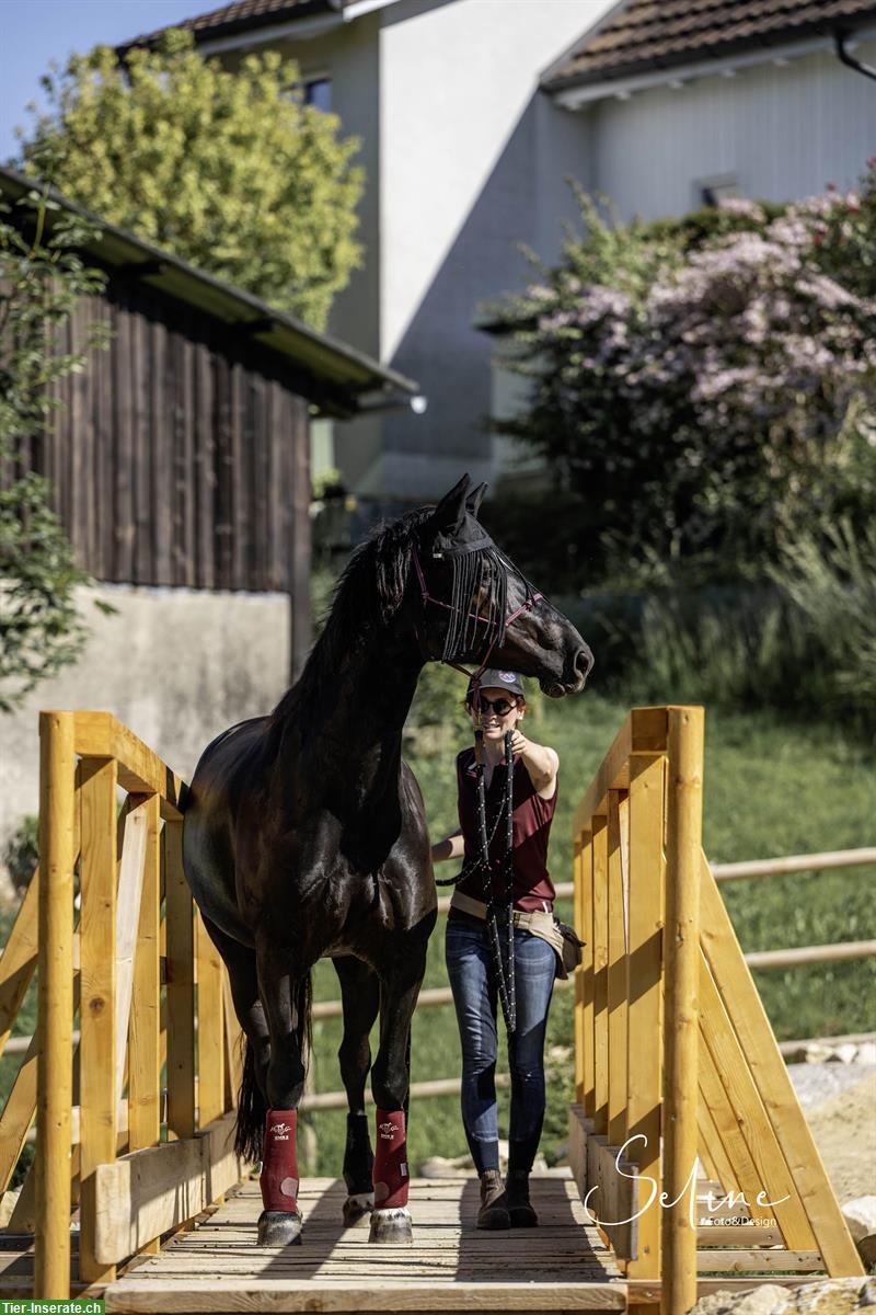 Bild 5: Berittplatz/Ausbildungsplatz frei nach MKA Horsemanship