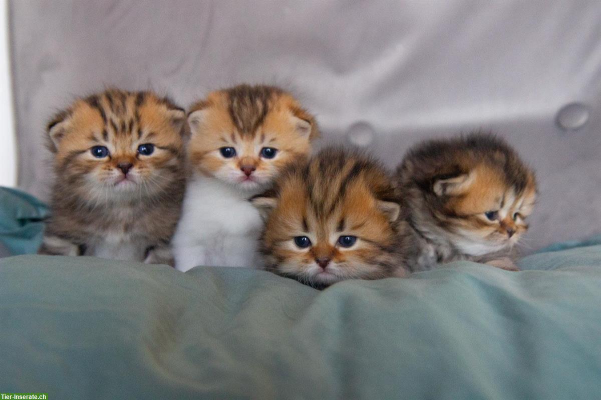 Britisch BKH/BLH Kitten, reinrassig mit Stammbaum