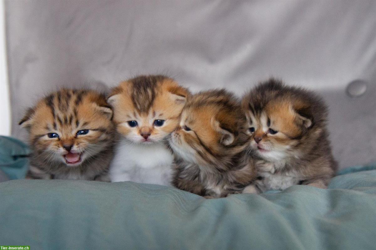 Bild 2: Britisch BKH/BLH Kitten, reinrassig mit Stammbaum