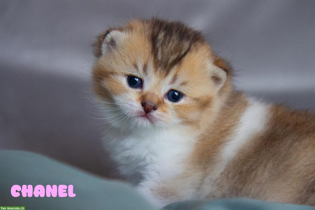 Bild 3: Britisch BKH/BLH Kitten, reinrassig mit Stammbaum