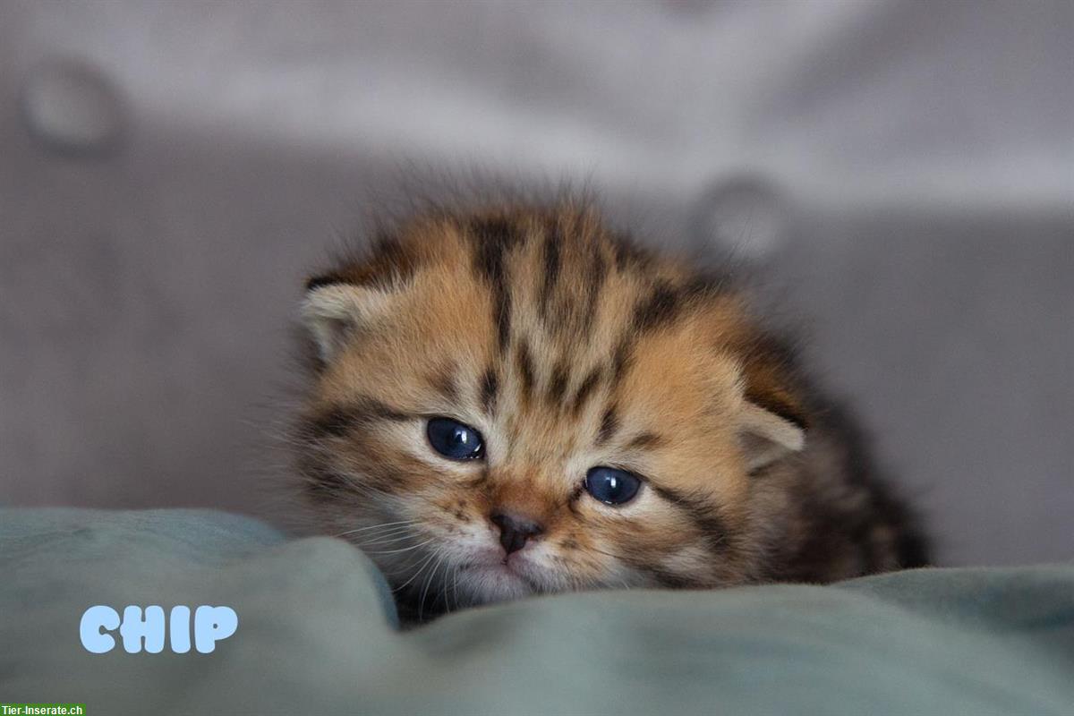 Bild 4: Britisch BKH/BLH Kitten, reinrassig mit Stammbaum