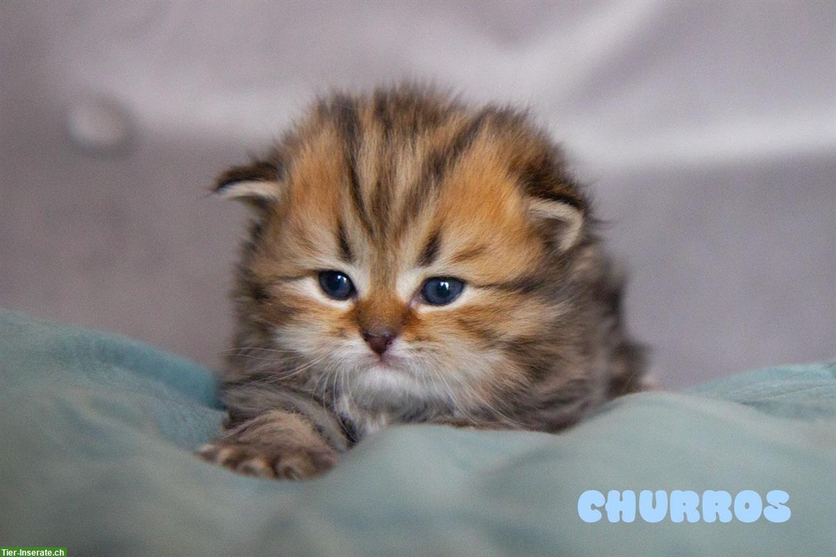 Bild 5: Britisch BKH/BLH Kitten, reinrassig mit Stammbaum