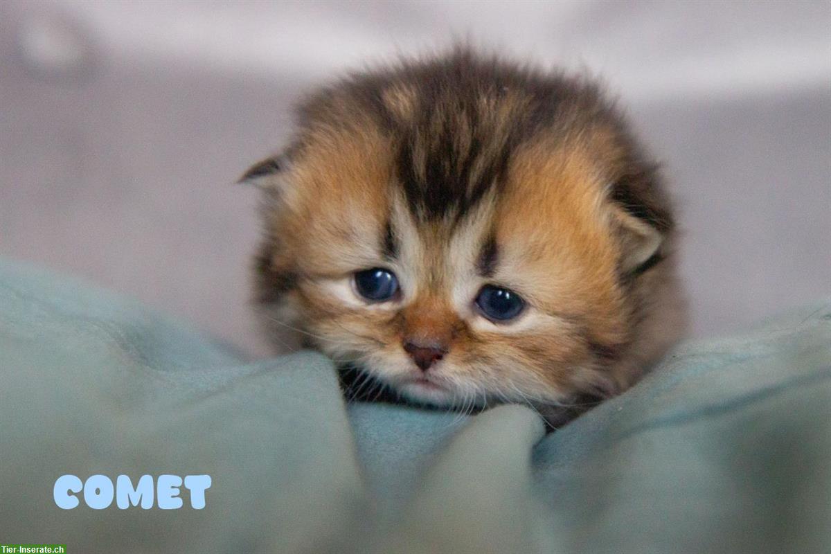 Bild 6: Britisch BKH/BLH Kitten, reinrassig mit Stammbaum