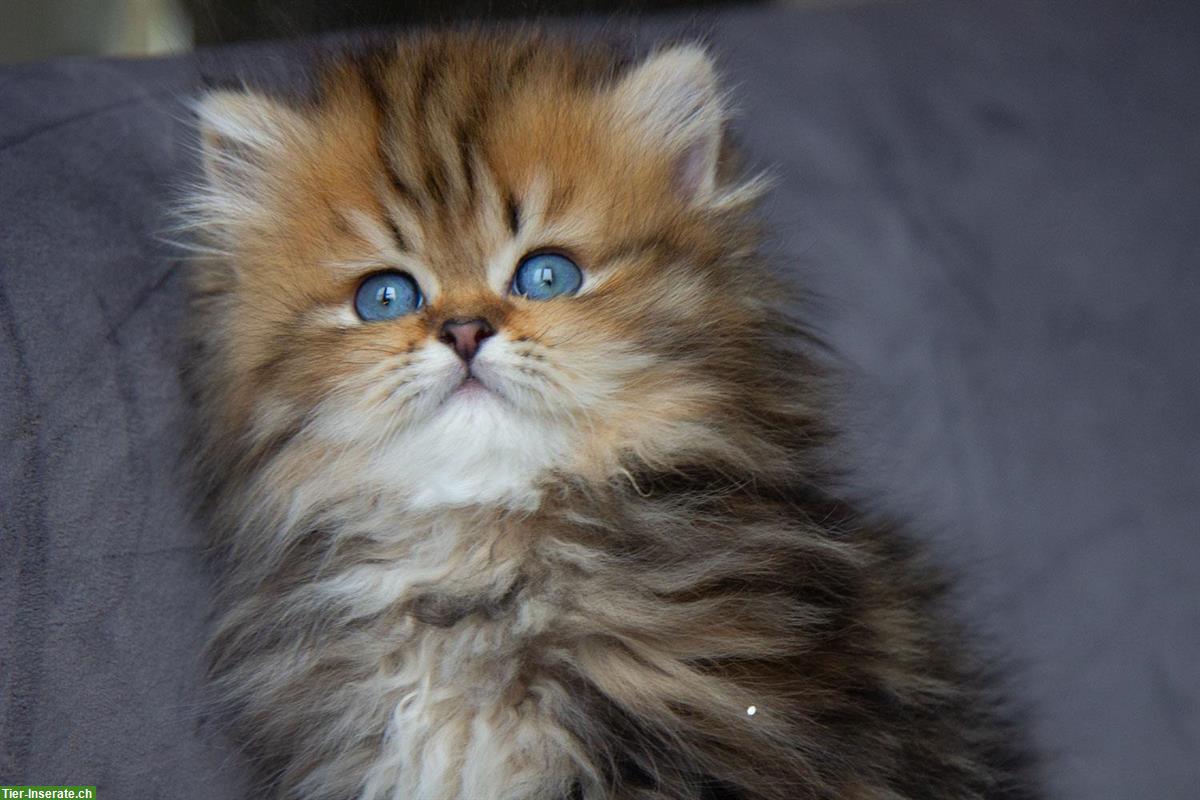 Bild 7: Britisch BKH/BLH Kitten, reinrassig mit Stammbaum