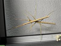 Gespenstschrecken (Phasmiden) abzugeben