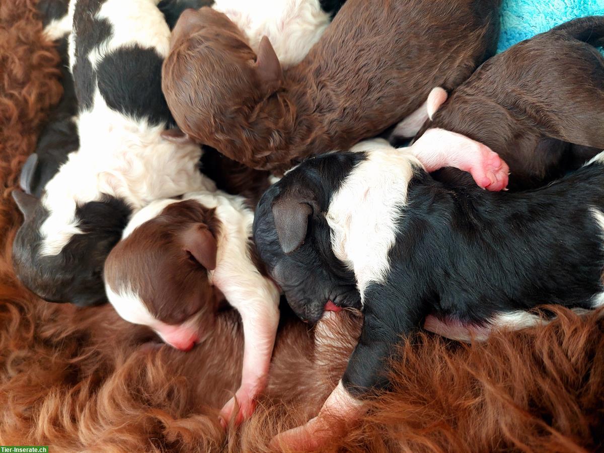 Grosspudel Welpen aus Liebhaberzucht