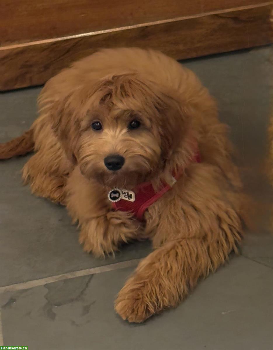 Bild 2: Goldendoodle F1 Mini Mädchen mit Papieren