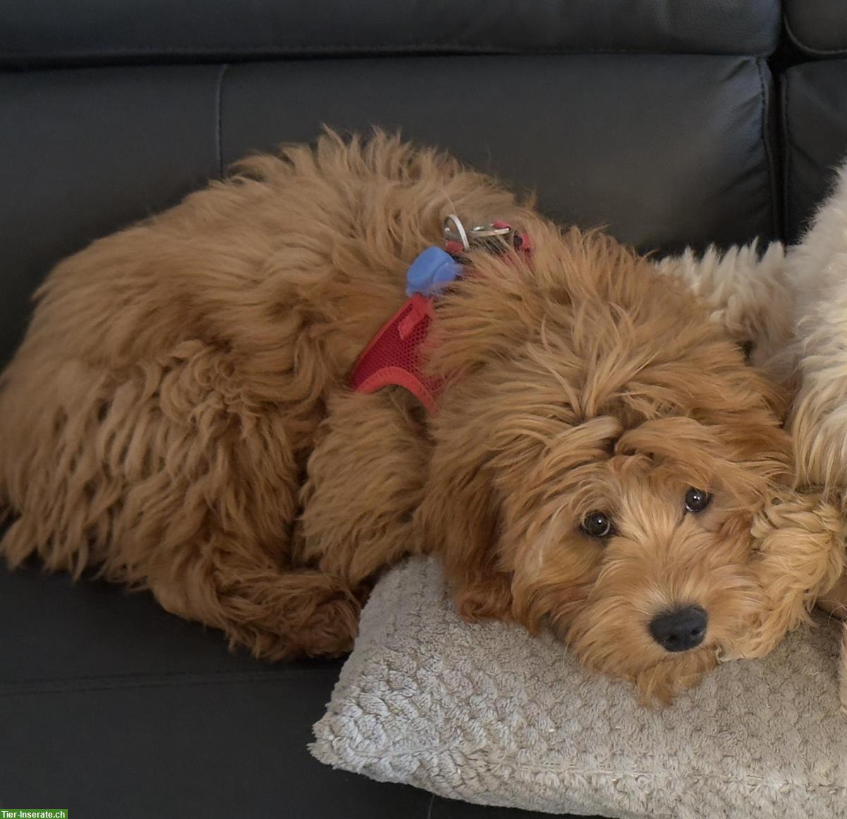 Bild 3: Goldendoodle F1 Mini Mädchen mit Papieren