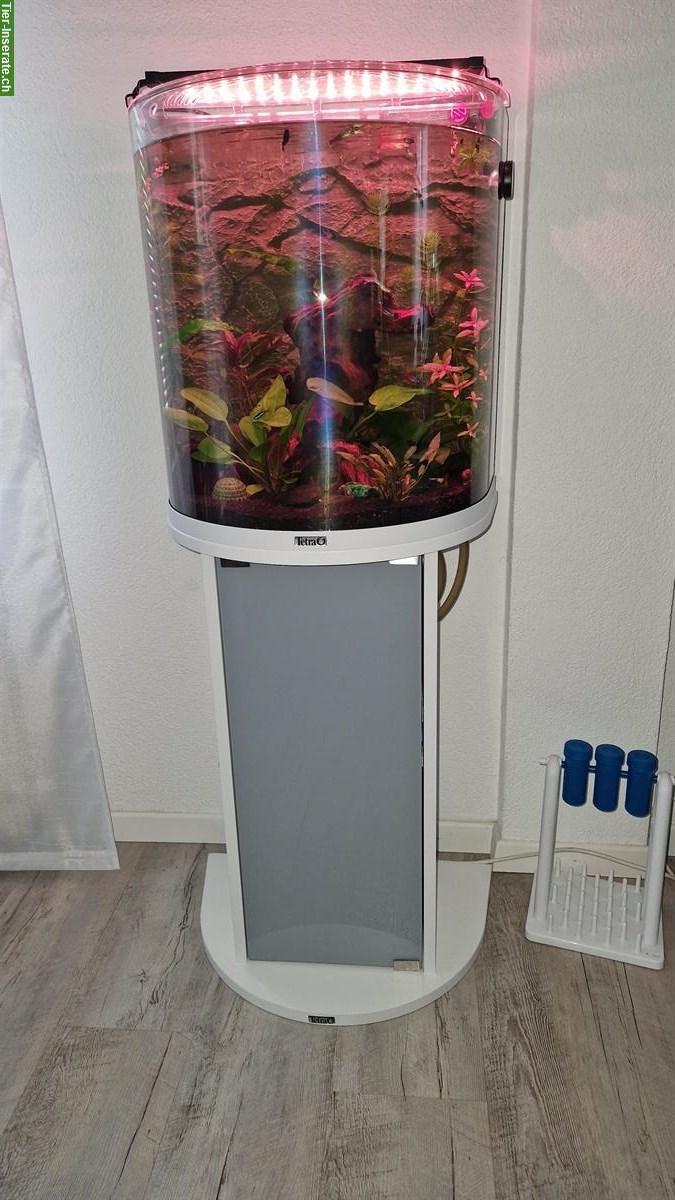 Bild 2: 60L Aquarium mit Unterschrank und Zubehör