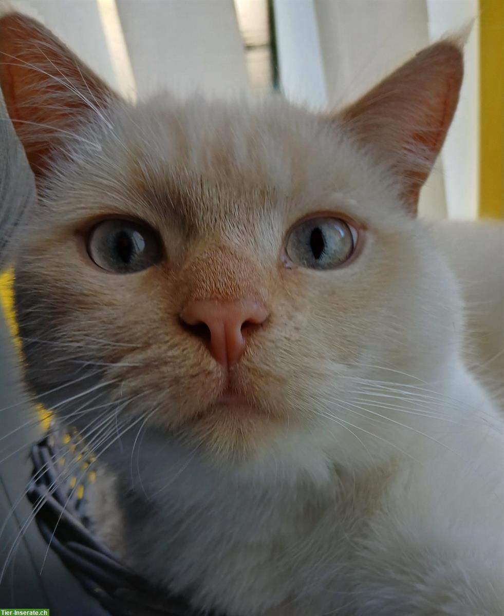 Maine Coon x BKH Kater, 11 Monate, kastriert